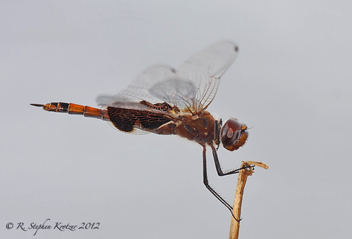 Tramea carolina, female